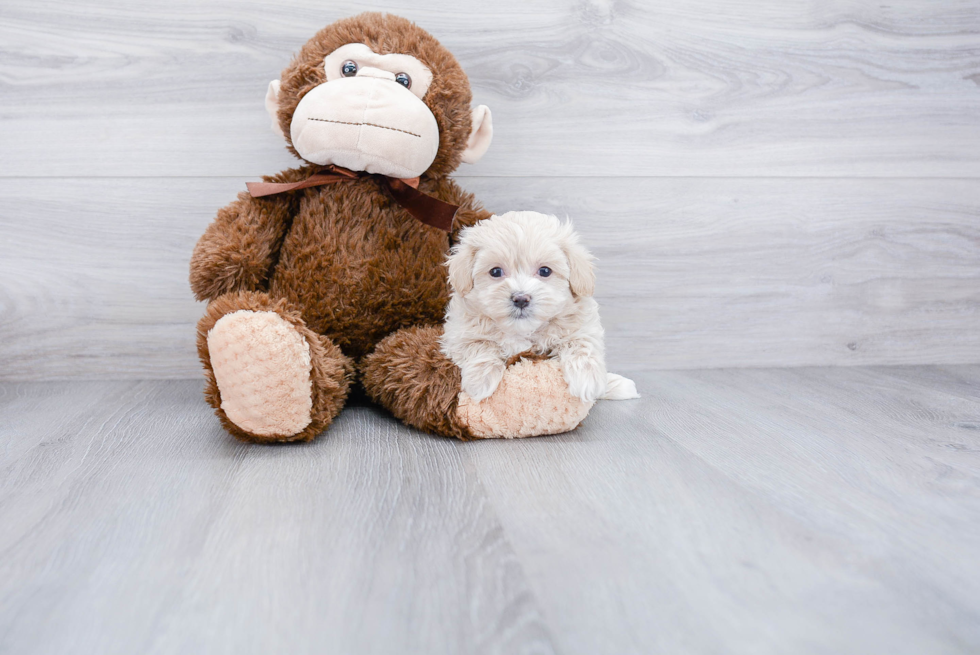 Adorable Maltepoo Poodle Mix Puppy