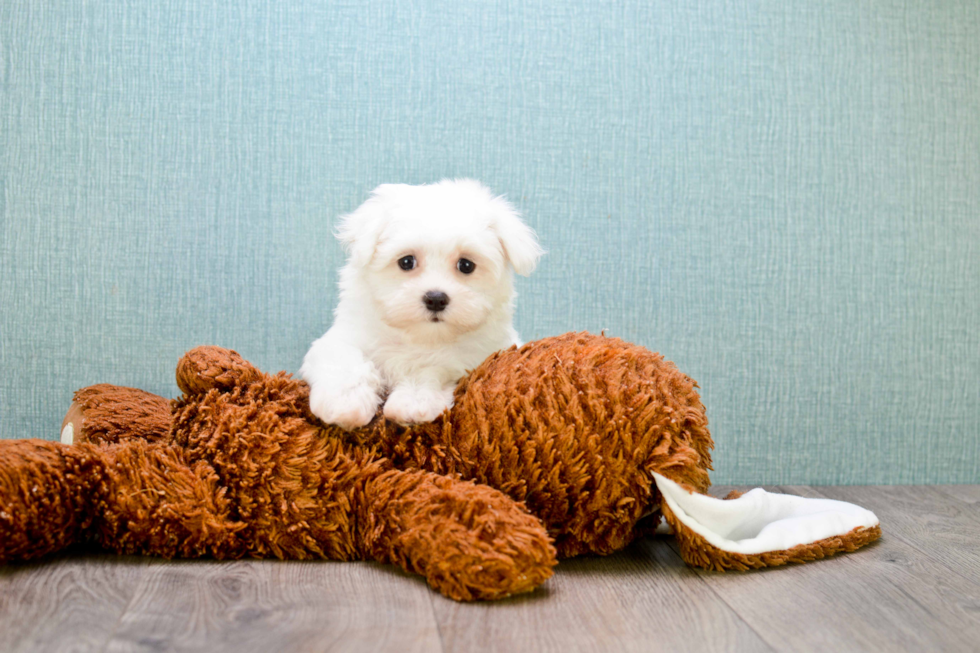 Smart Maltese Purebred Puppy