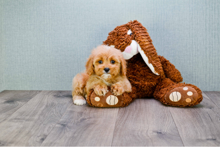 Cavapoo Pup Being Cute