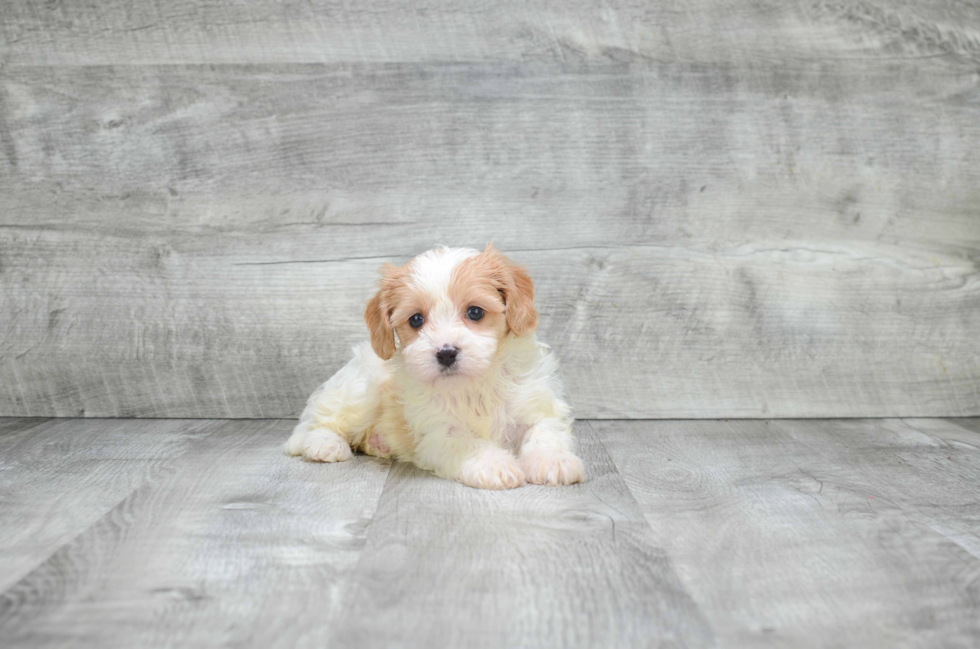 Cavachon Puppy for Adoption