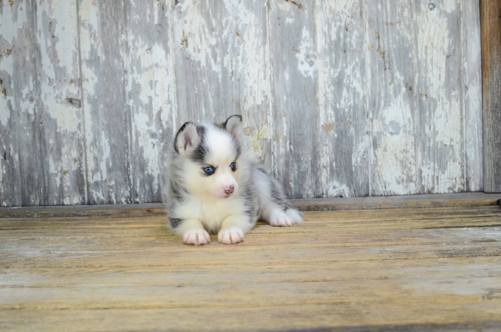 Pomsky Pup Being Cute