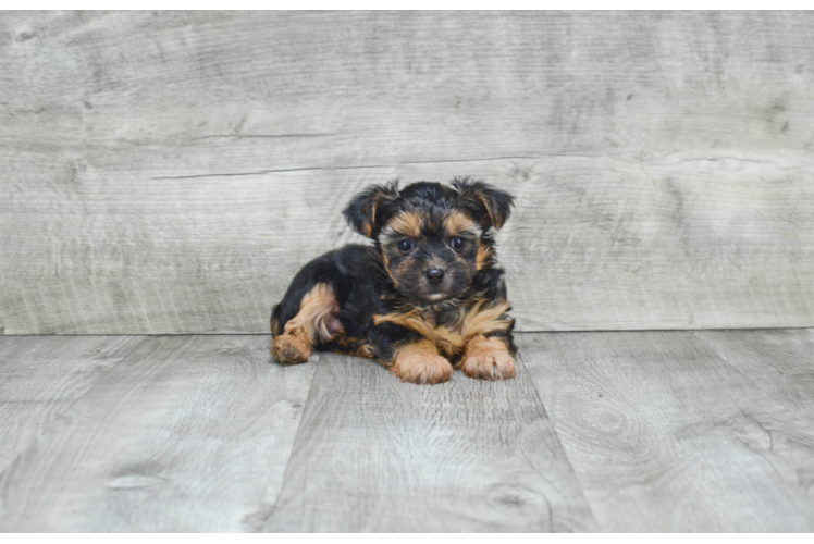 Popular Morkie Designer Pup