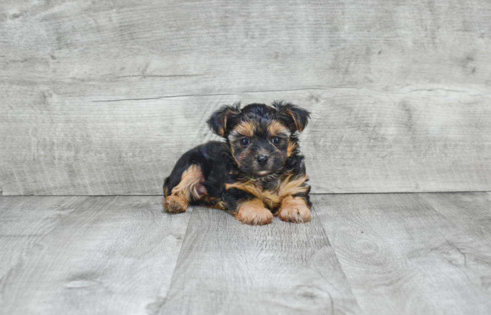 Popular Morkie Designer Pup