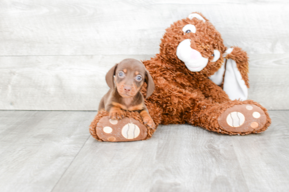 Cute Dachshund Baby