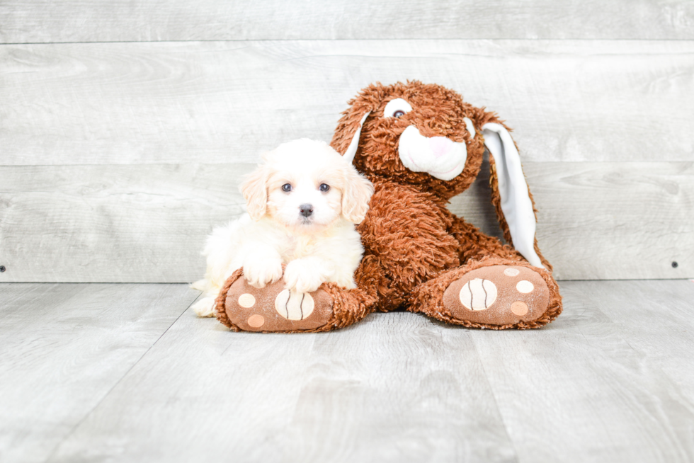 Cavachon Puppy for Adoption