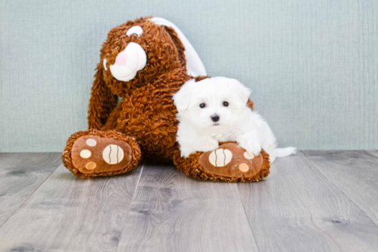 Small Maltese Purebred Pup