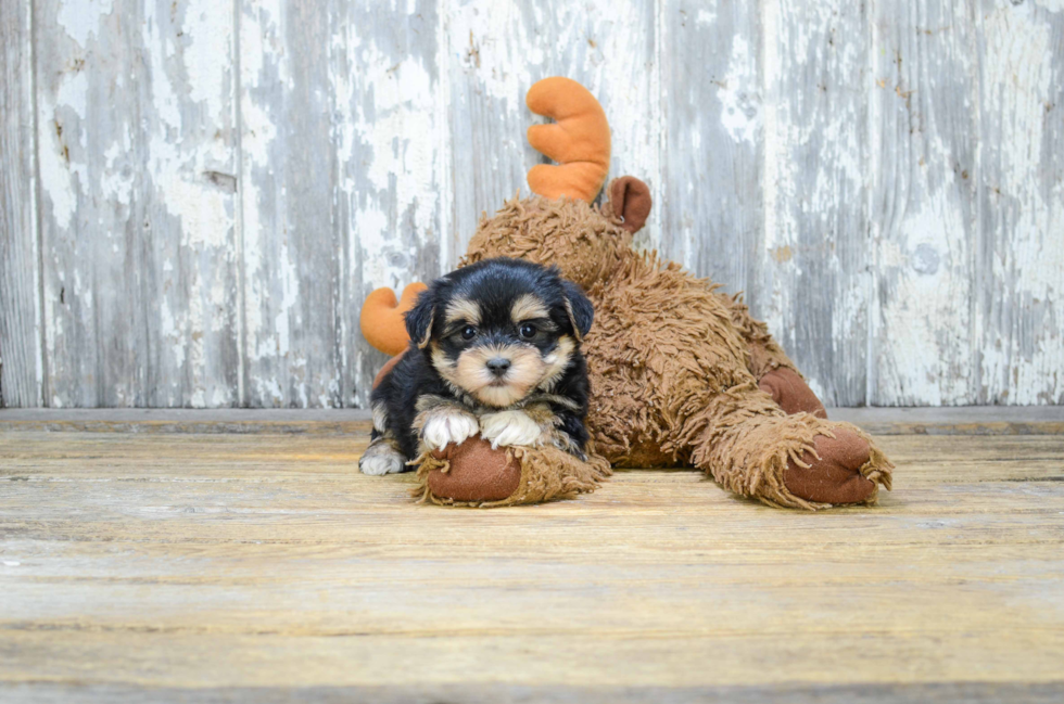 Best Morkie Baby