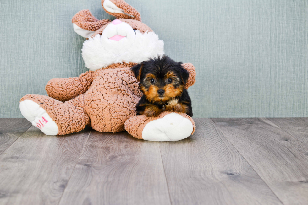 Meet Rascal - our Yorkshire Terrier Puppy Photo 