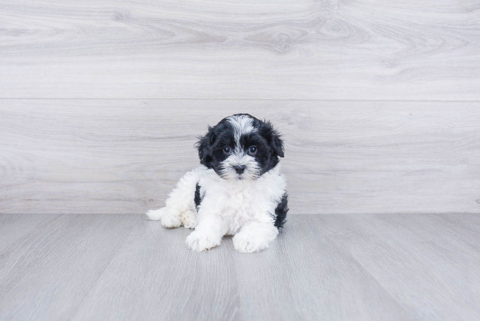 Small Havanese Purebred Pup