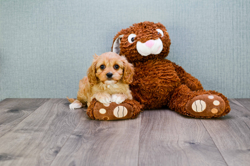 Cavapoo Puppy for Adoption