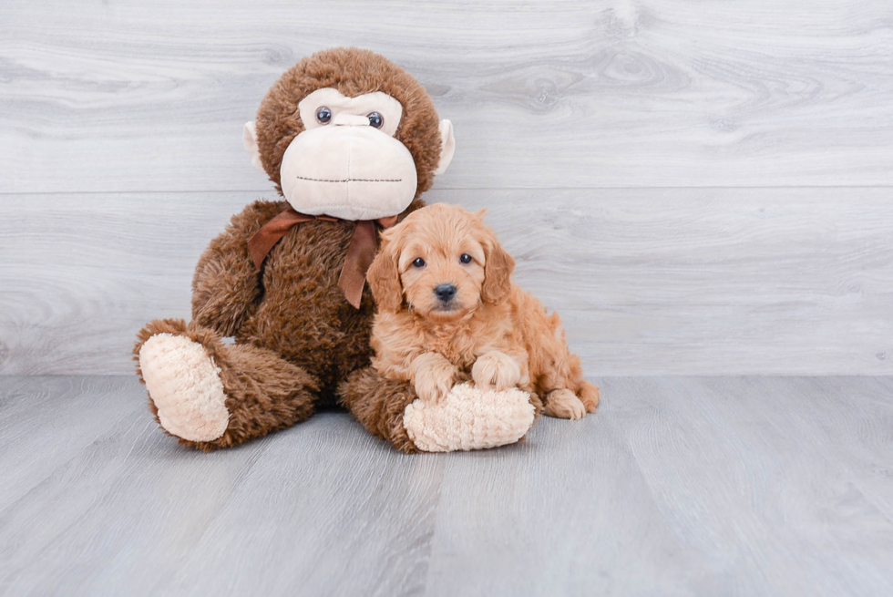 Sweet Mini Goldendoodle Baby