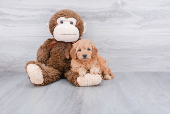 Sweet Mini Goldendoodle Baby