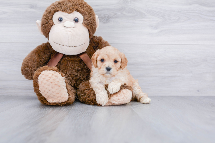 Best Cavachon Baby