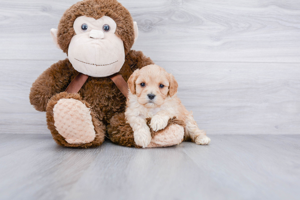 Best Cavachon Baby