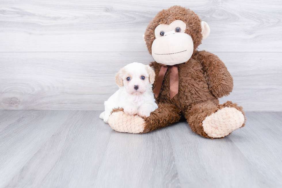 Cavachon Puppy for Adoption