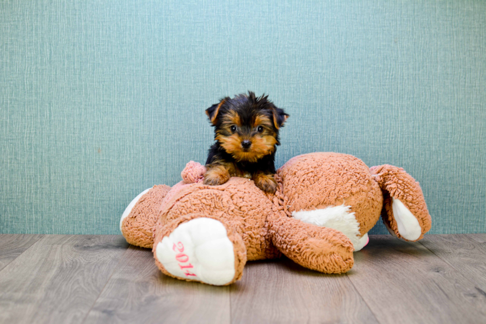 Meet Bella - our Yorkshire Terrier Puppy Photo 