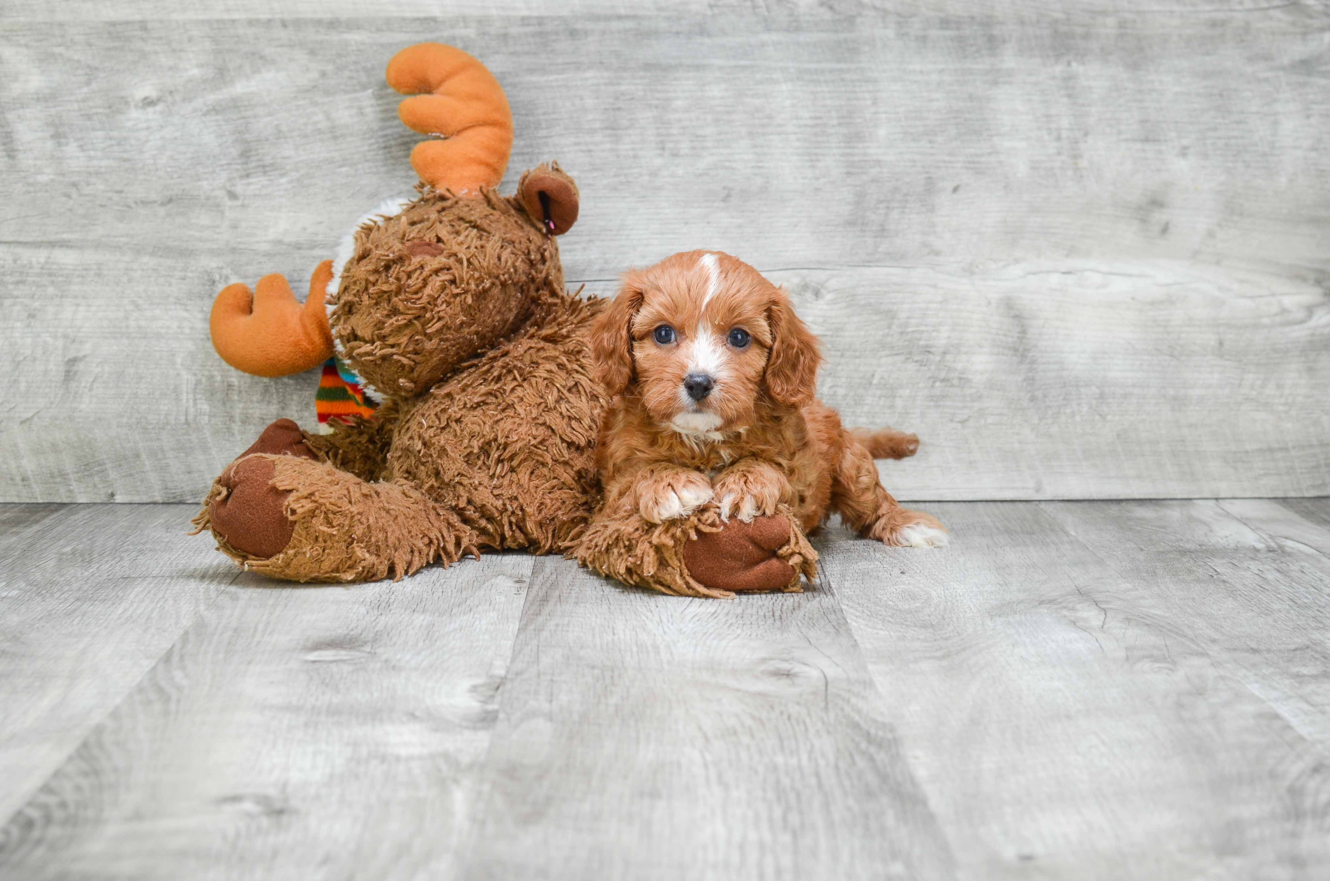 Hypoallergenic Cavoodle Poodle Mix Puppy