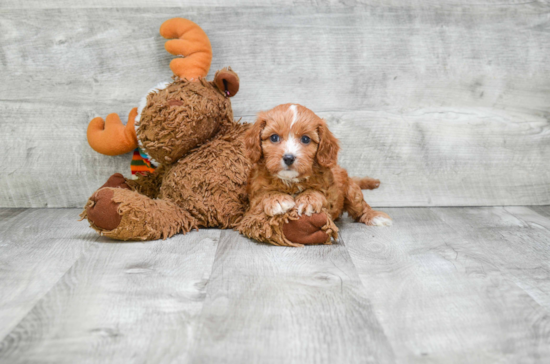 Hypoallergenic Cavoodle Poodle Mix Puppy