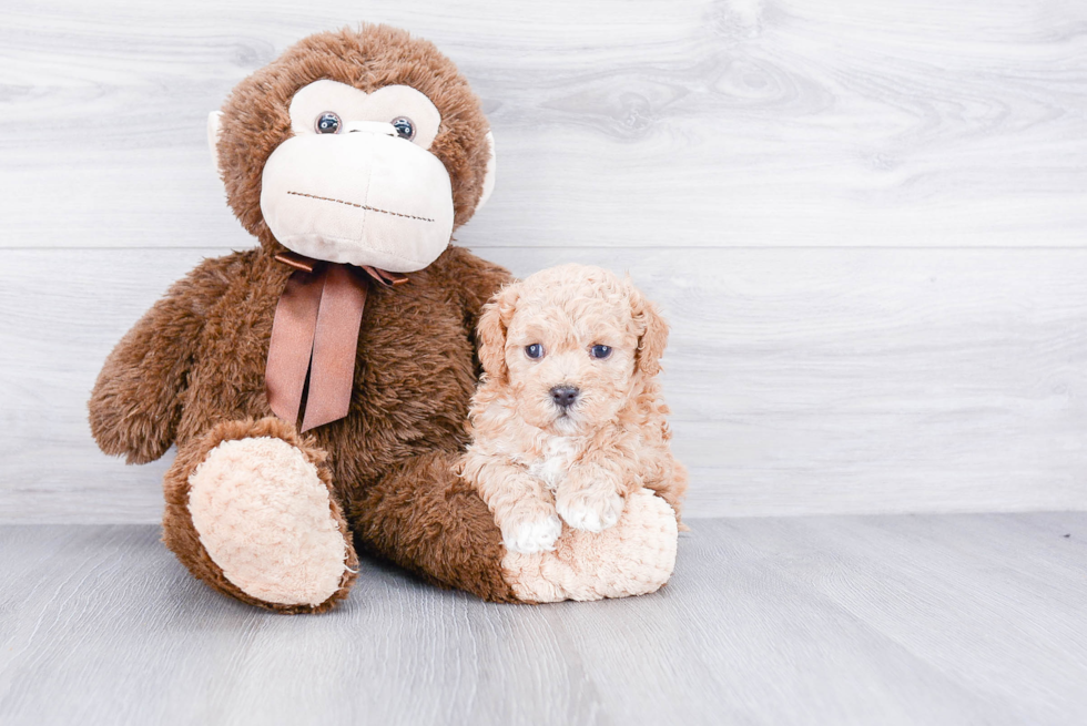 Cavapoo Pup Being Cute