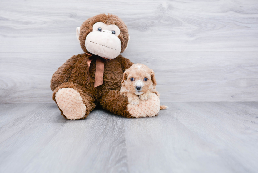 Friendly Cavapoo Baby