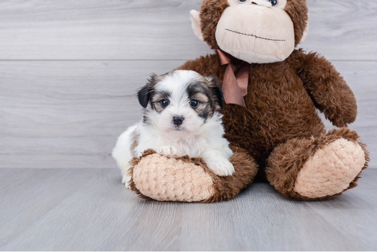 Teddy Bear Pup Being Cute