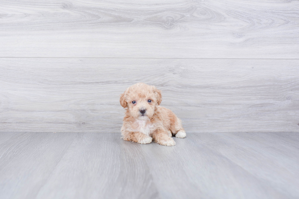 Maltipoo Puppy for Adoption