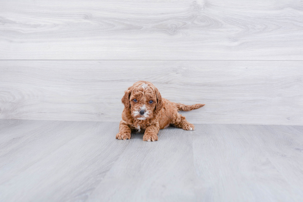 Cavapoo Pup Being Cute