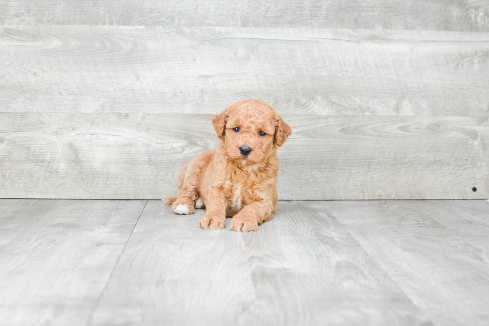 Friendly Mini Goldendoodle Baby