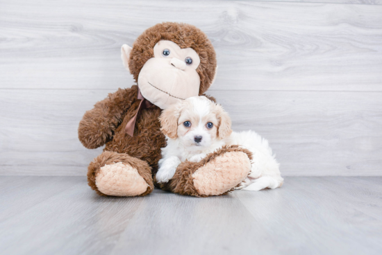 Cute Cavachon Baby