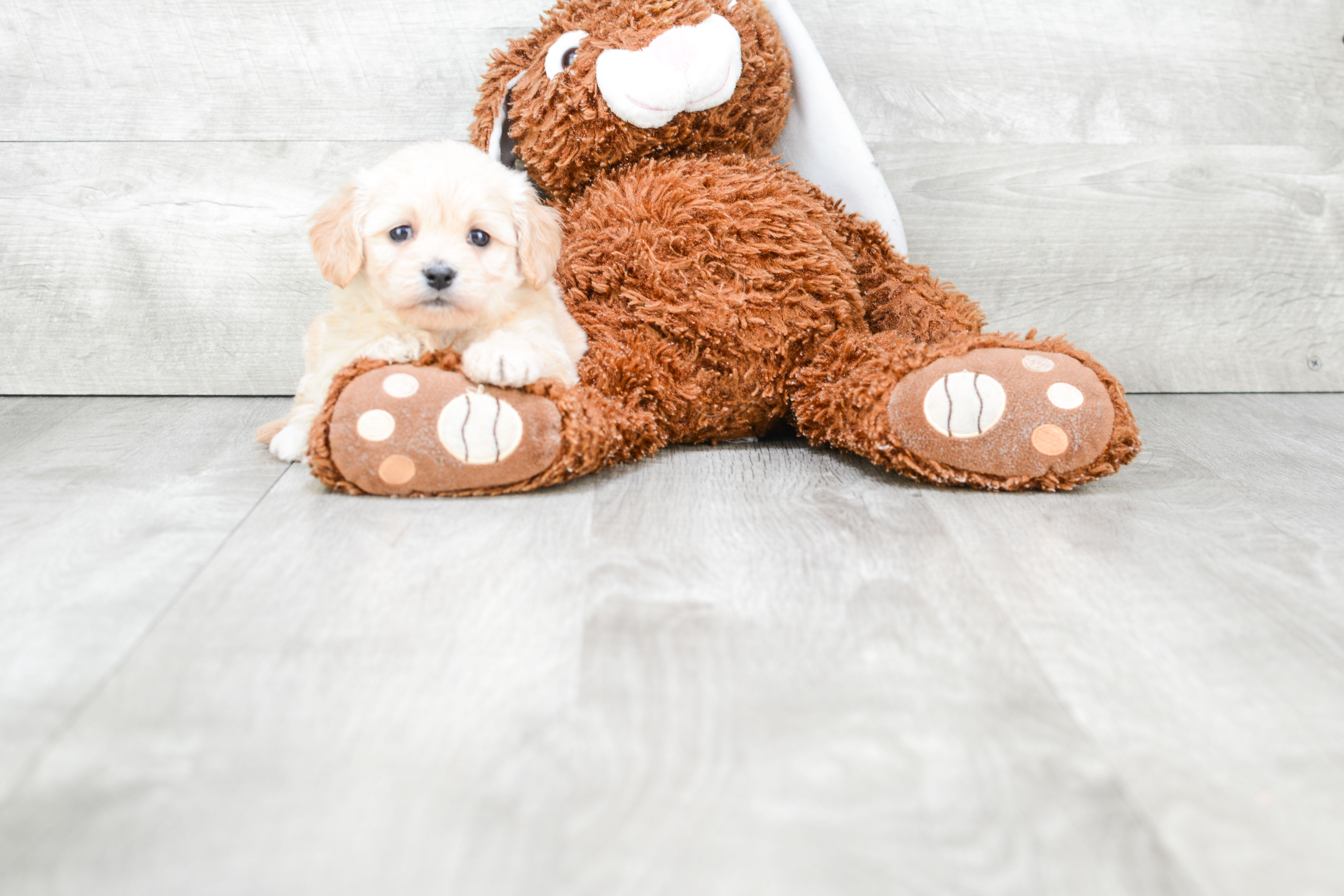 Energetic Cavalier Designer Puppy