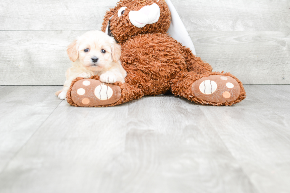 Energetic Cavalier Designer Puppy