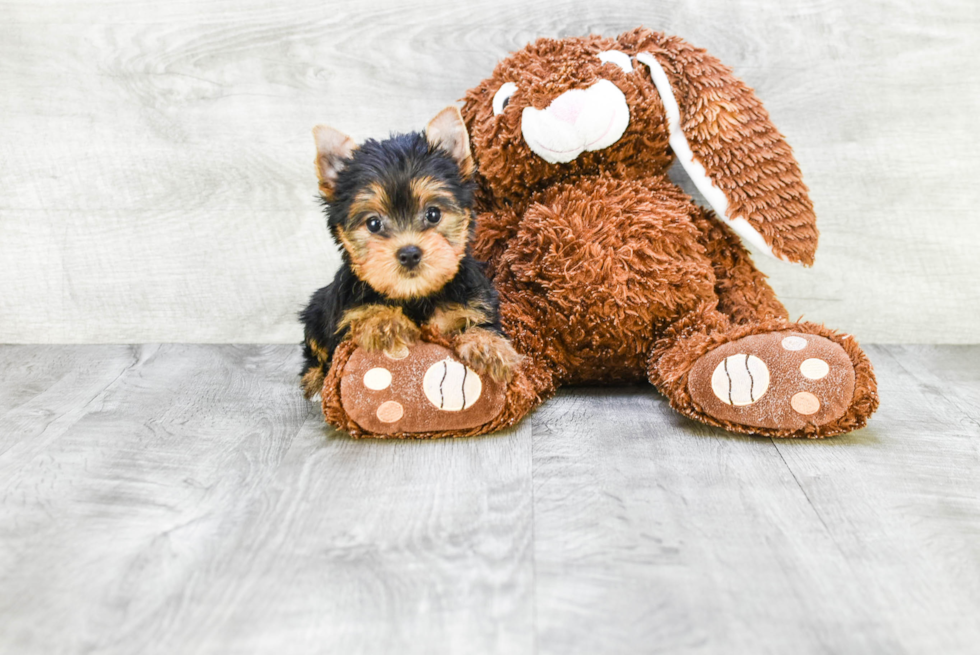 Meet Steph - our Yorkshire Terrier Puppy Photo 