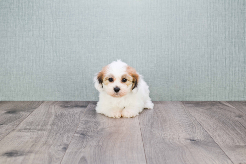 Teddy Bear Pup Being Cute