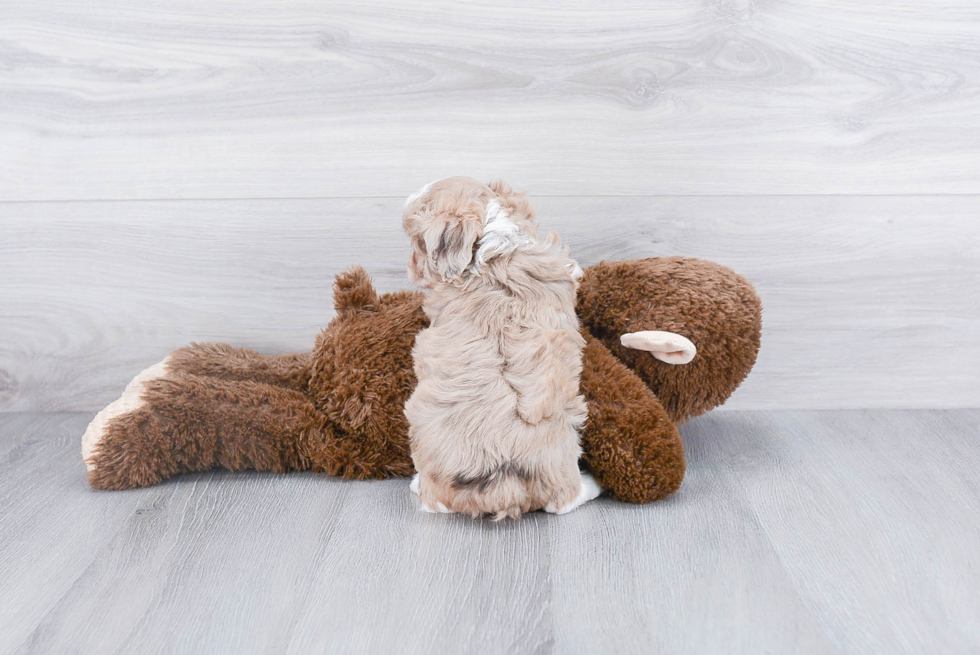 Mini Aussiedoodle Puppy for Adoption