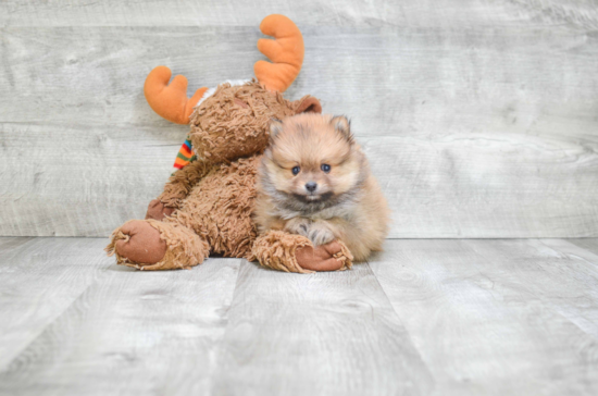 Pomeranian Puppy for Adoption