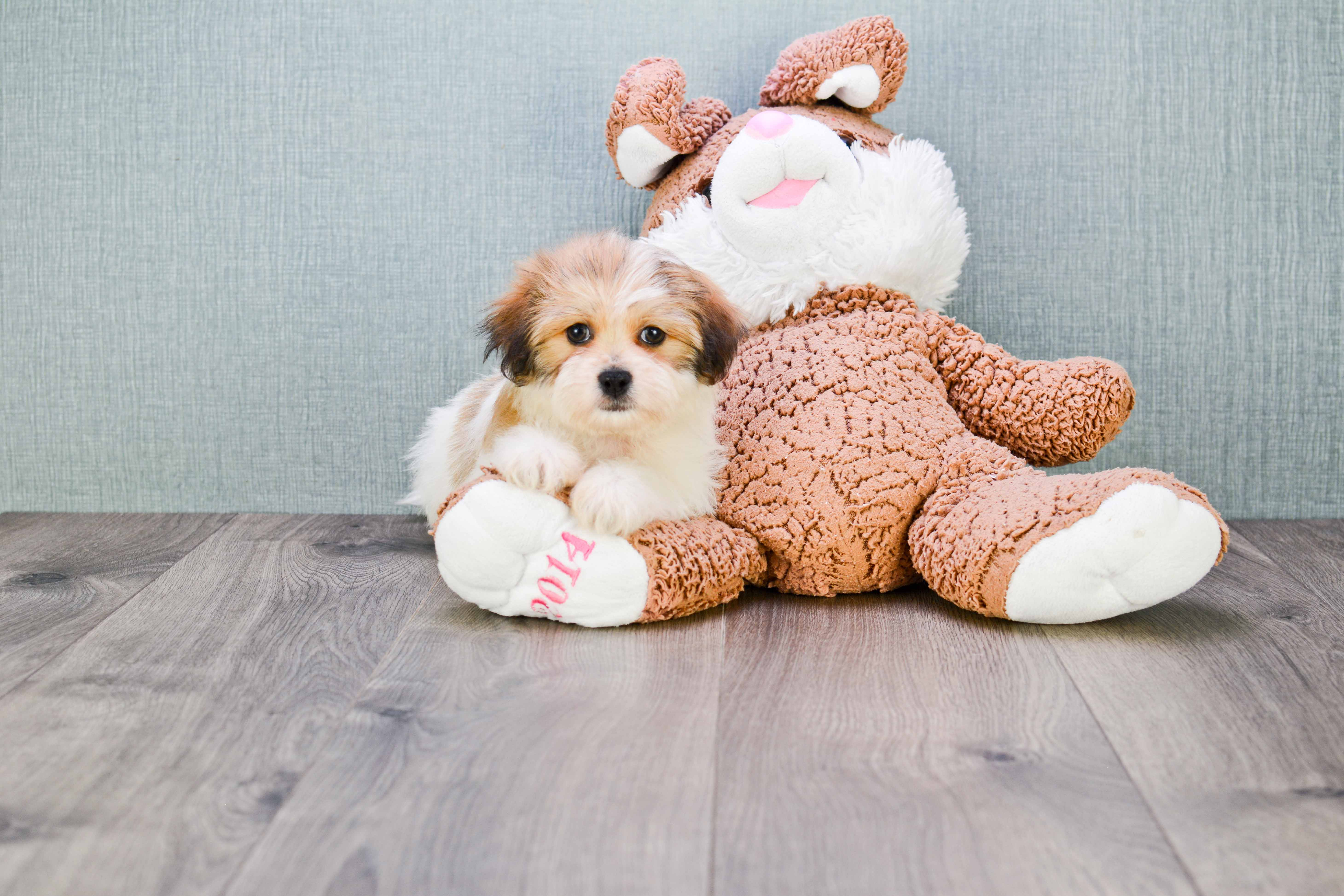 Teddy Bear Pup Being Cute
