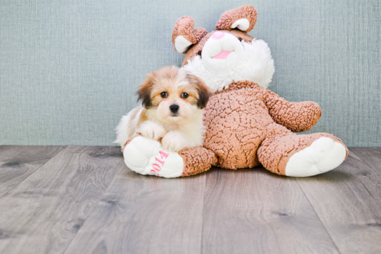 Teddy Bear Pup Being Cute