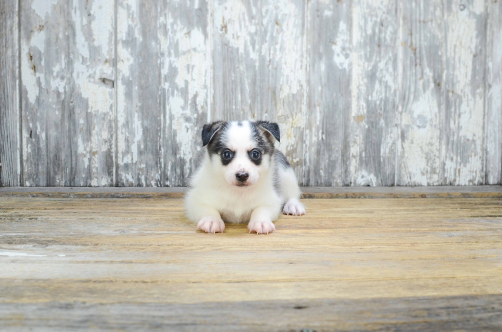 Pomsky Puppy for Adoption