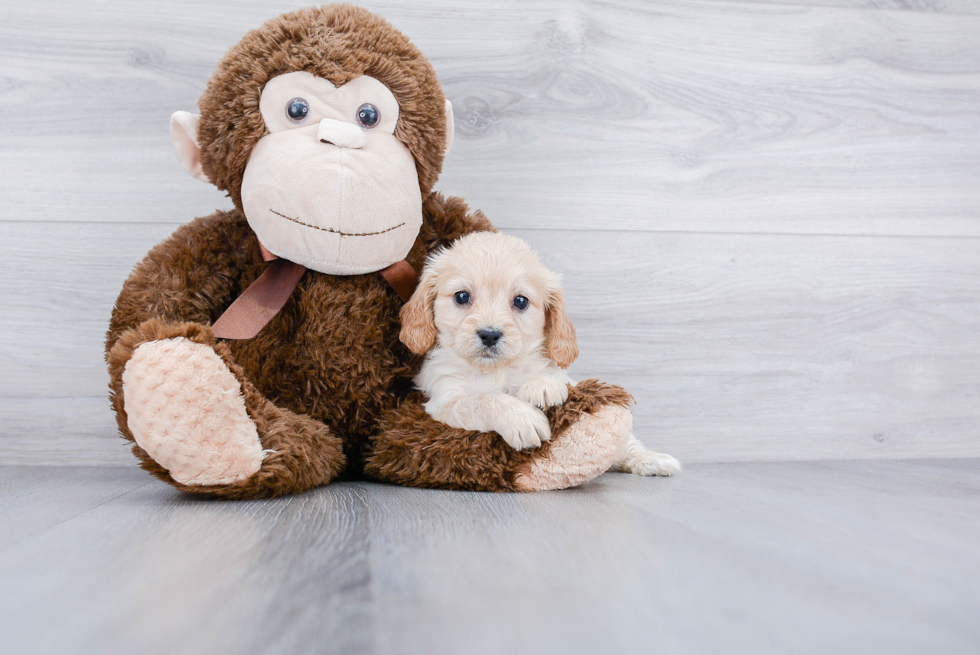 Adorable Cavalier Designer Puppy