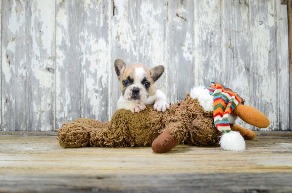 French Bulldog Pup Being Cute