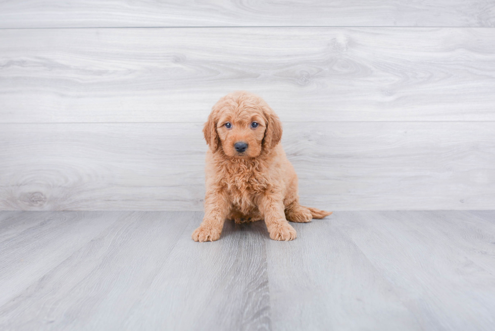 Popular Mini Goldendoodle Poodle Mix Pup