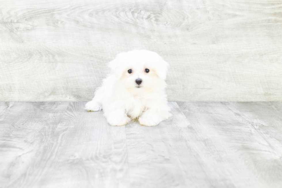 Maltese Pup Being Cute