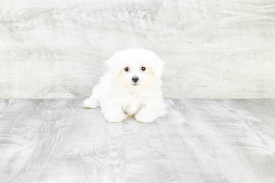 Maltese Pup Being Cute