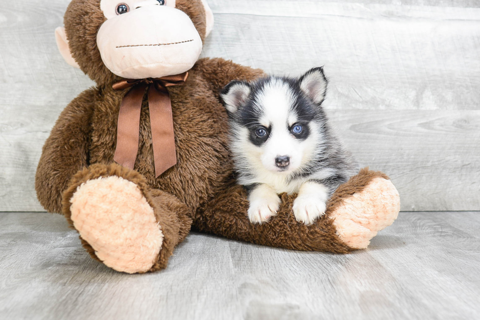 Fluffy Pomsky Designer Pup