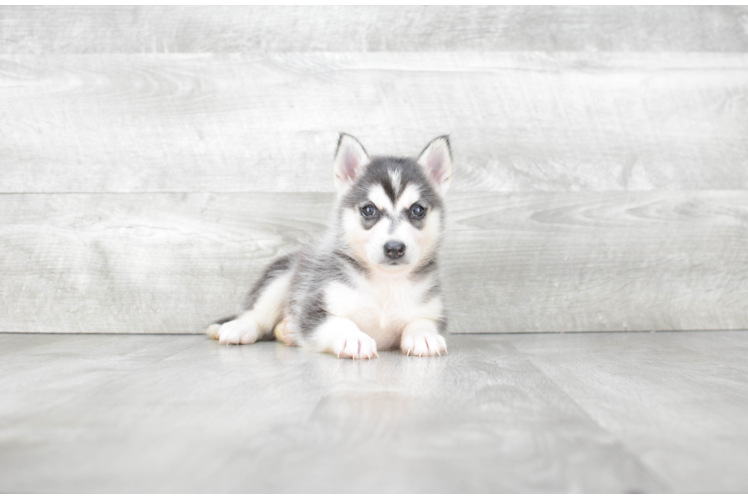 Best Pomsky Baby