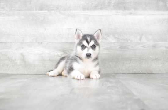 Best Pomsky Baby