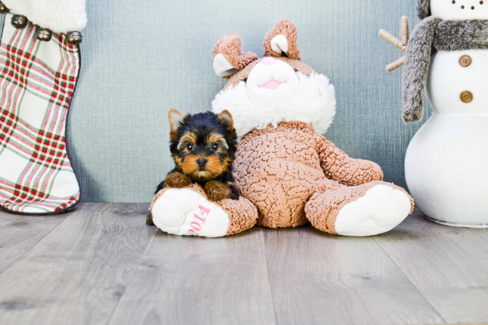 Meet Heidi - our Yorkshire Terrier Puppy Photo 