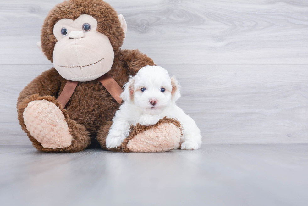 Smart Maltipoo Poodle Mix Pup