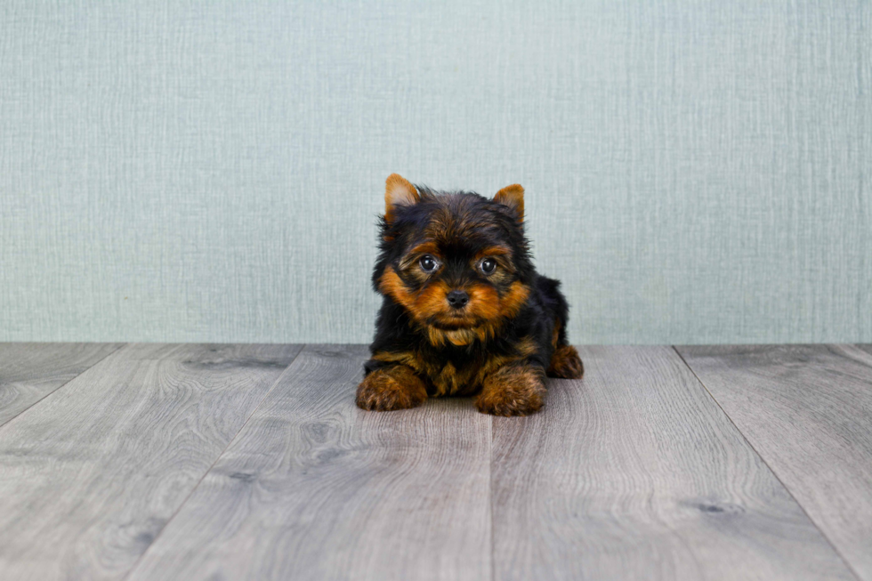 Meet Trigger - our Yorkshire Terrier Puppy Photo 