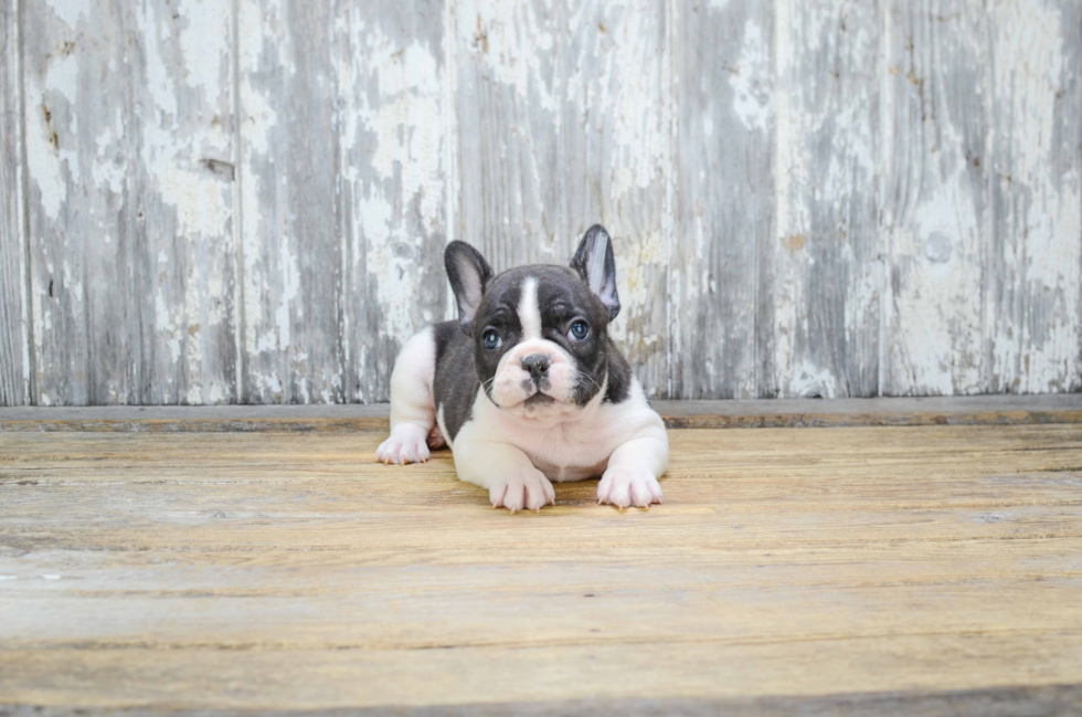 Fluffy Frenchie Purebred Puppy